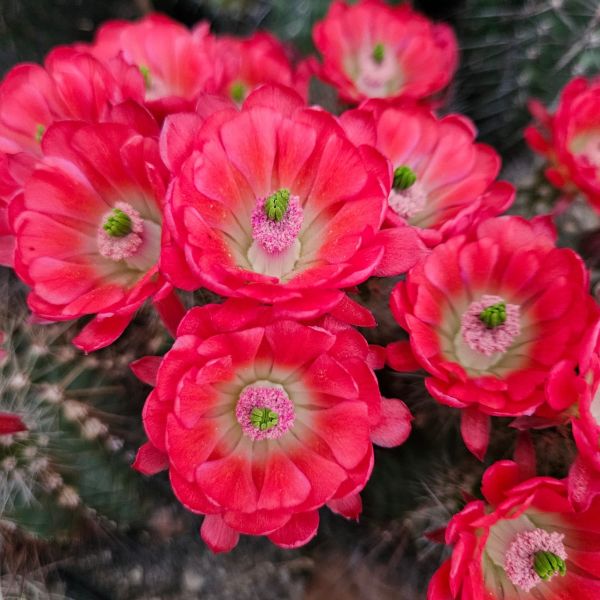 Echinocereus coccineus - rote Blüte Selection